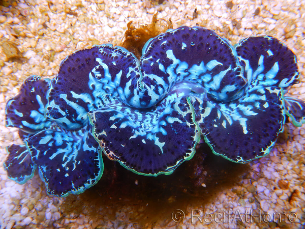 WYSIWYG Tridacna maxima XL Bénitiers B2 (11 cm) 