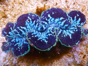WYSIWYG Tridacna maxima XL Bénitiers B2 (11 cm) 