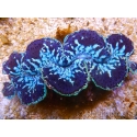 WYSIWYG Tridacna maxima XL Bénitiers B2 (11 cm) 