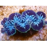WYSIWYG Tridacna maxima XL Bénitiers B2 (11 cm) 