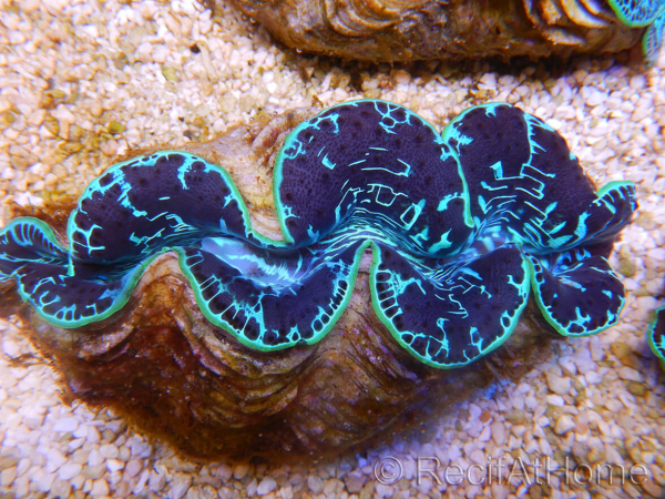WYSIWYG Tridacna maxima XL Bénitiers C2 (12 cm) 