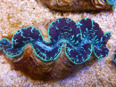WYSIWYG Tridacna maxima XL Bénitiers C2 (12 cm) 