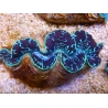 WYSIWYG Tridacna maxima XL Bénitiers C2 (12 cm) 