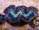 WYSIWYG Tridacna maxima XL Bénitiers C5 (11 cm) 