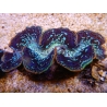 WYSIWYG Tridacna maxima XL Bénitiers C5 (11 cm) 