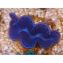WYSIWYG Tridacna maxima Bénitiers D9 (5.5 cm)