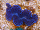 WYSIWYG Tridacna maxima Bénitiers D9 (5.5 cm)