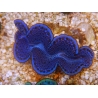 WYSIWYG Tridacna maxima Bénitiers D9 (5.5 cm)