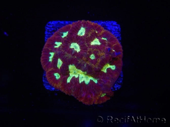 WYSIWYG - Favia Red/Yellow Mouth 12P1