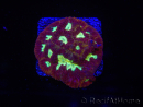 WYSIWYG - Favia Red/Yellow Mouth 12P1