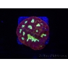 WYSIWYG - Favia Red/Yellow Mouth 12P1