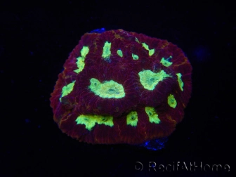 WYSIWYG - Favia Red/Yellow Mouth 12P3
