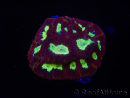 WYSIWYG - Favia Red/Yellow Mouth 12P3