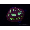 WYSIWYG - Favia Red/Yellow Mouth 12P3