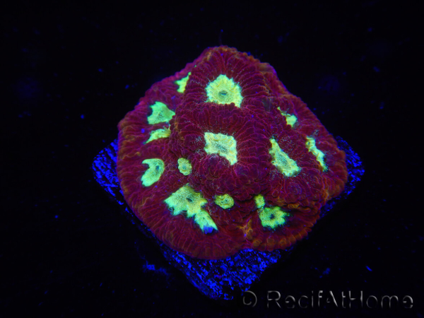 WYSIWYG - Favia Red/Yellow Mouthh 12P4