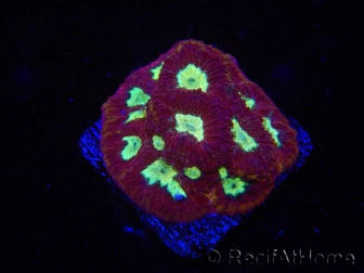 WYSIWYG - Favia Red/Yellow Mouthh 12P4