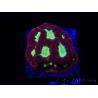 WYSIWYG - Favia Red/Yellow Mouth 12P5