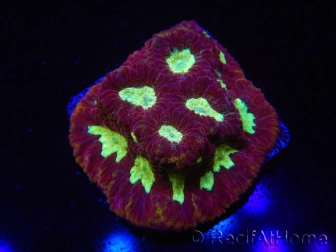 WYSIWYG - Favia Red/Yellow Mouth 12P6