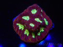 WYSIWYG - Favia Red/Yellow Mouth 12P6