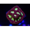 WYSIWYG - Favia Red/Yellow Mouth 12P6