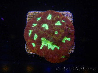 WYSIWYG - Favia Red/Yellow Mouth 12P1