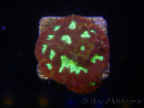 WYSIWYG - Favia Red/Yellow Mouth 12P1