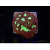 WYSIWYG - Favia Red/Yellow Mouth 12P1