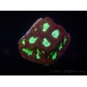 WYSIWYG - Favia Red/Yellow Mouth 12P2