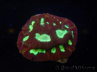 WYSIWYG - Favia Red/Yellow Mouth 12P3