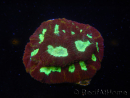 WYSIWYG - Favia Red/Yellow Mouth 12P3