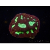 WYSIWYG - Favia Red/Yellow Mouth 12P3