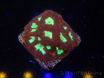 WYSIWYG - Favia Red/Yellow Mouthh 12P4