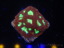 WYSIWYG - Favia Red/Yellow Mouthh 12P4