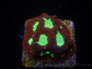 WYSIWYG - Favia Red/Yellow Mouth 12P5