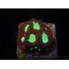 WYSIWYG - Favia Red/Yellow Mouth 12P5