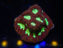 WYSIWYG - Favia Red/Yellow Mouth 12P6