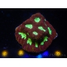 WYSIWYG - Favia Red/Yellow Mouth 12P6