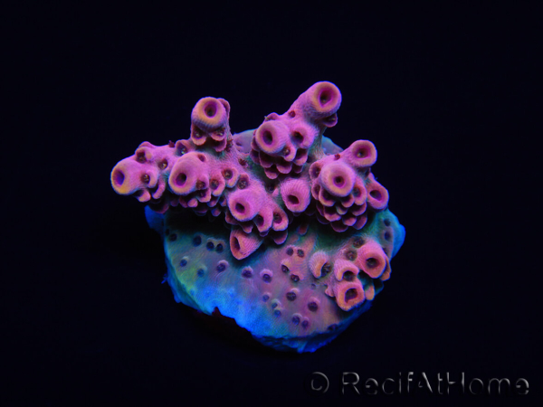 WYSIWYG RAH Acropora Eye Candy 5D1