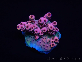 WYSIWYG RAH Acropora Eye Candy 5D1