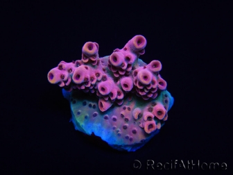 WYSIWYG RAH Acropora Eye Candy 5D1