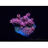 WYSIWYG RAH Acropora Eye Candy 5D1