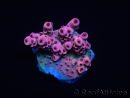 WYSIWYG RAH Acropora Eye Candy 5D1