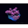 WYSIWYG RAH Acropora Eye Candy 5D1