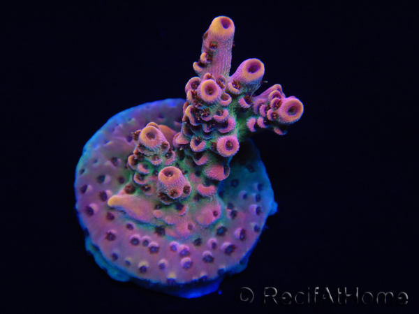 WYSIWYG RAH Acropora Eye Candy 5D2