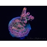 WYSIWYG RAH Acropora Eye Candy 5D2