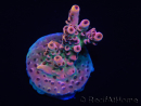 WYSIWYG RAH Acropora Eye Candy 5D2