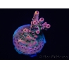 WYSIWYG RAH Acropora Eye Candy 5D2