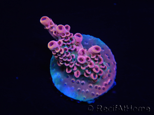 WYSIWYG RAH Acropora Eye Candy 5D3