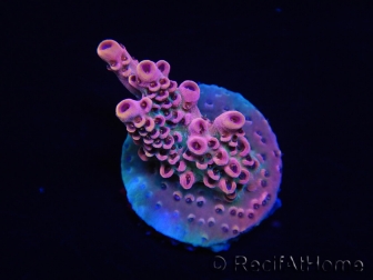 WYSIWYG RAH Acropora Eye Candy 5D3