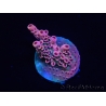 WYSIWYG RAH Acropora Eye Candy 5D3